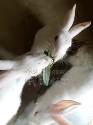 Rabbit for sale