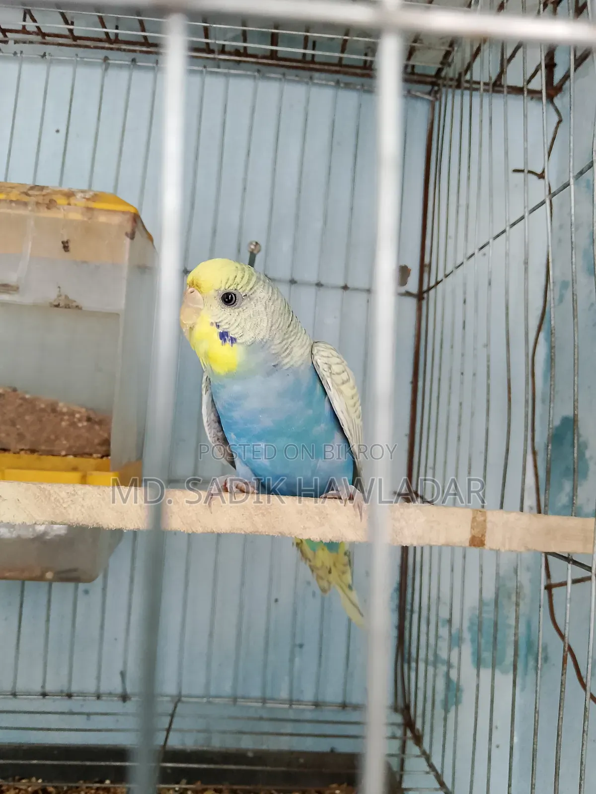 বাজরিগার পাখি