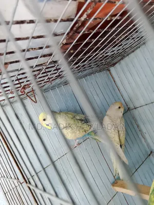 বাজরিগার পাখি