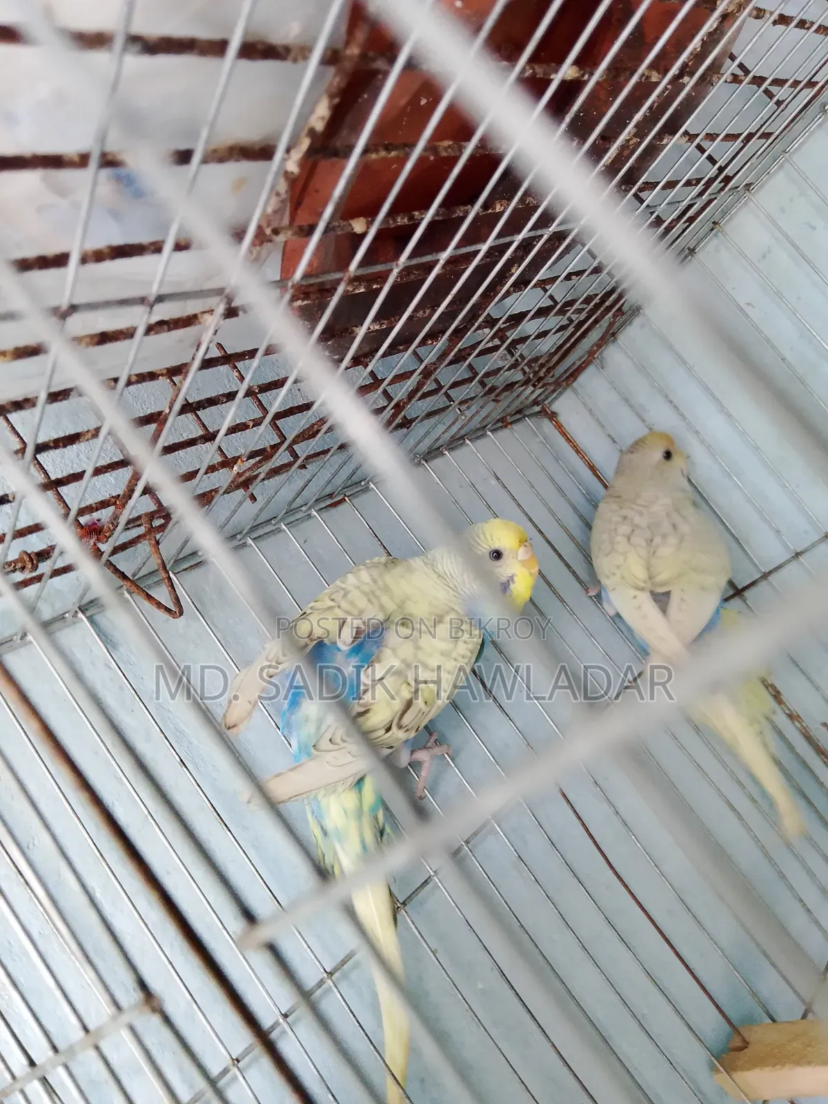 বাজরিগার পাখি