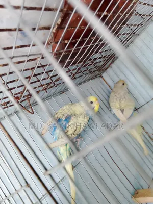 বাজরিগার পাখি