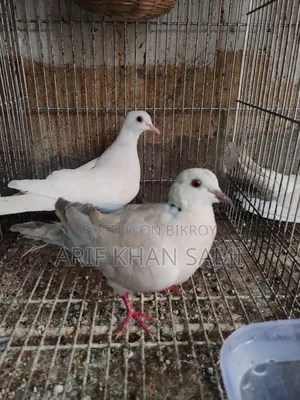 ঘুঘু পাখি সেল হবে রানিং