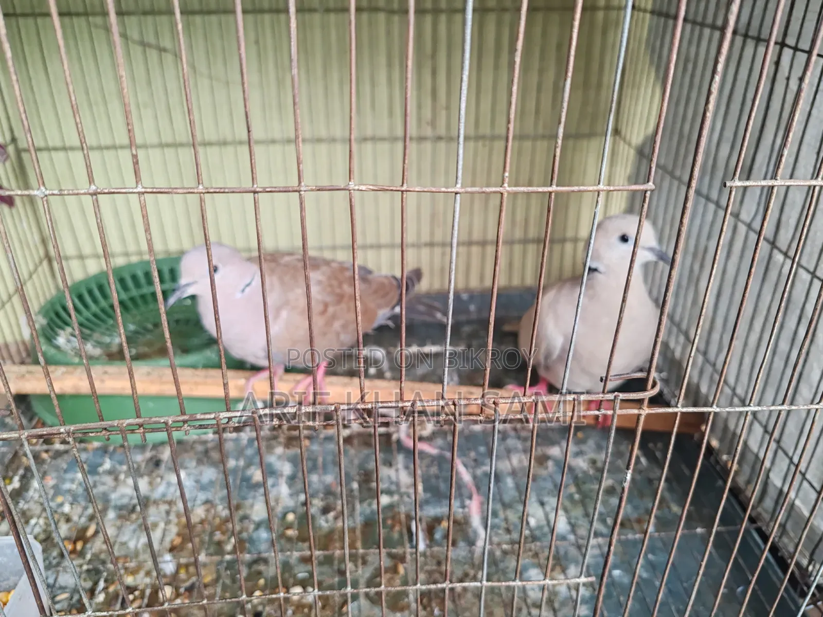Running Dove for Sale