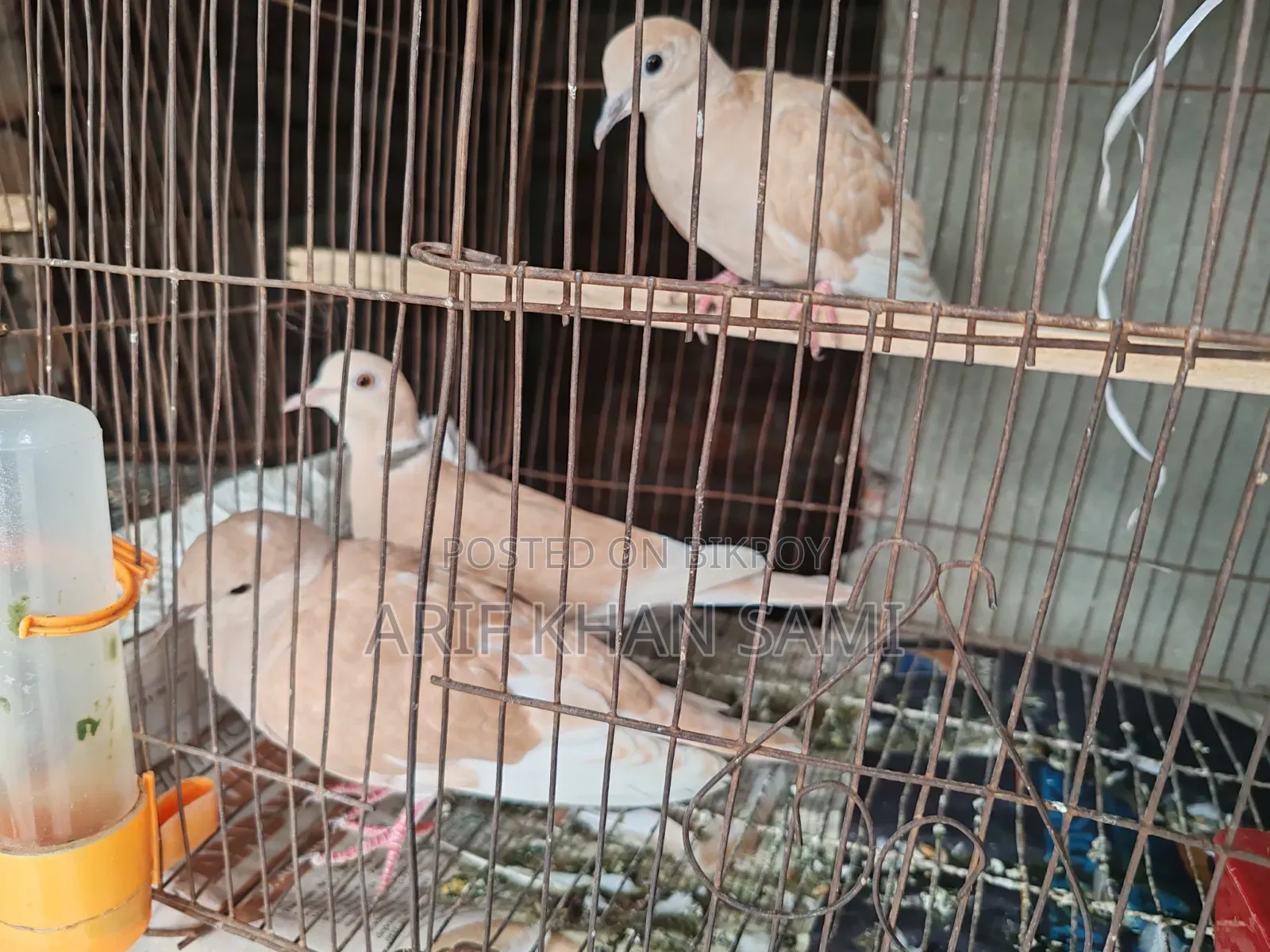 Running Dove for Sale