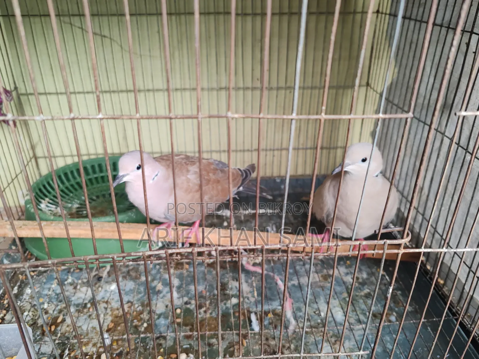 Running Dove for Sale