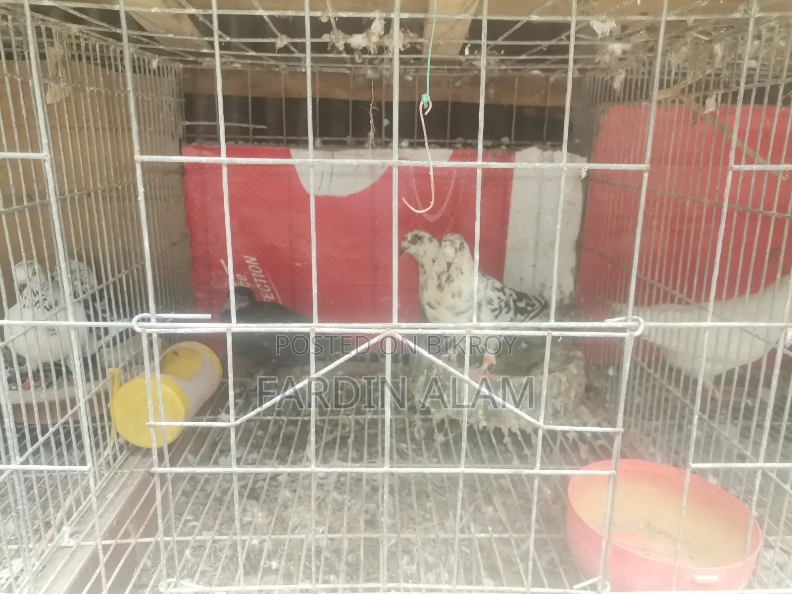 Cage with Pigeons