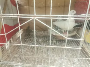 Cage with Pigeons
