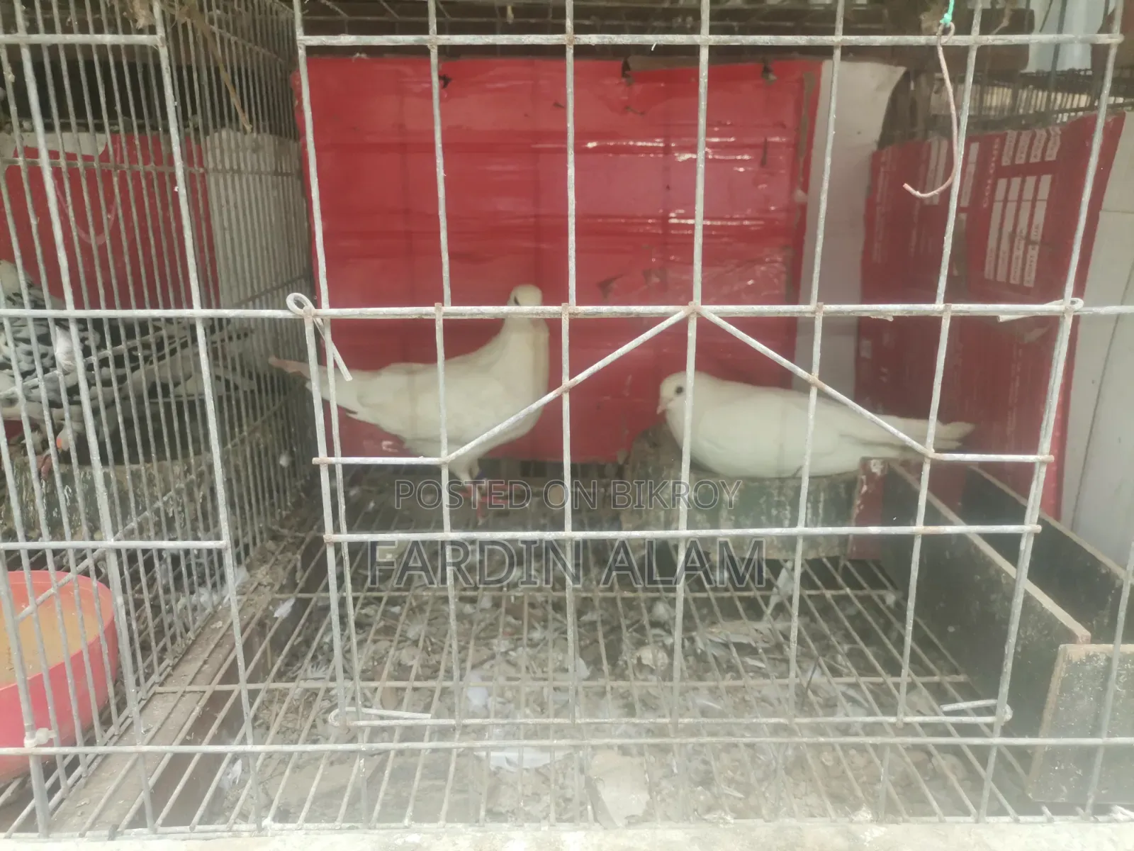 Cage with Pigeons
