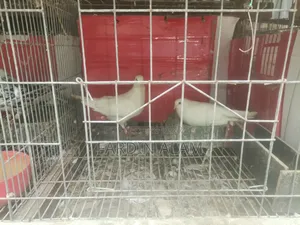Cage with Pigeons