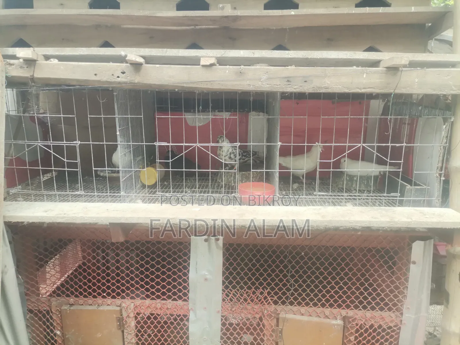 Cage with Pigeons