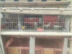 Cage with Pigeons