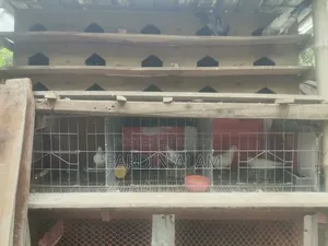 Cage with Pigeons