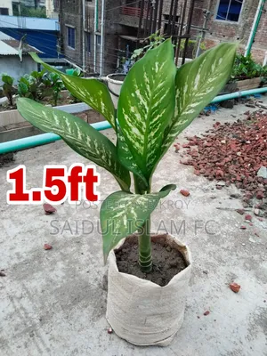 Dieffenbachia Indoor Plant