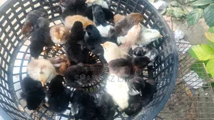 30 pieces of large breed local chicken chicks for sale