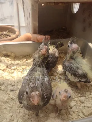 Cockatiel Bird
