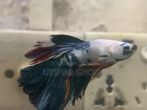Beta Fish .