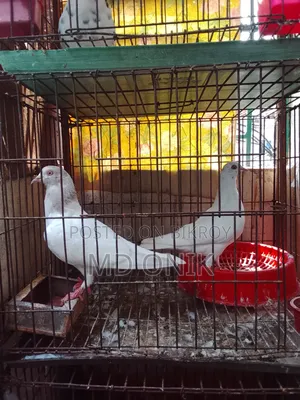 Giribaz Pigeon
