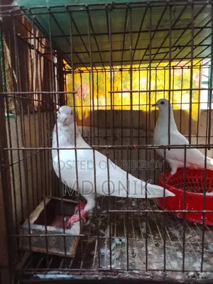 Giribaz Pigeon