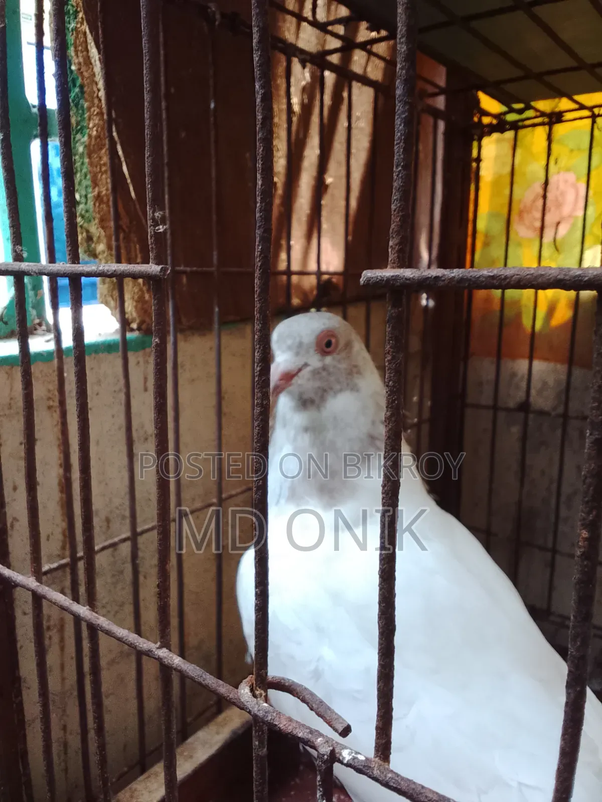 Giribaz Pigeon