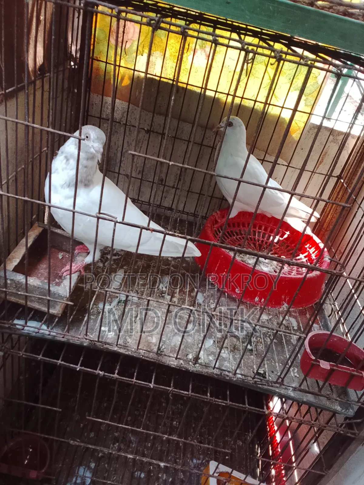 Giribaz Pigeon