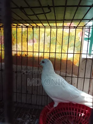 Giribaz Pigeon