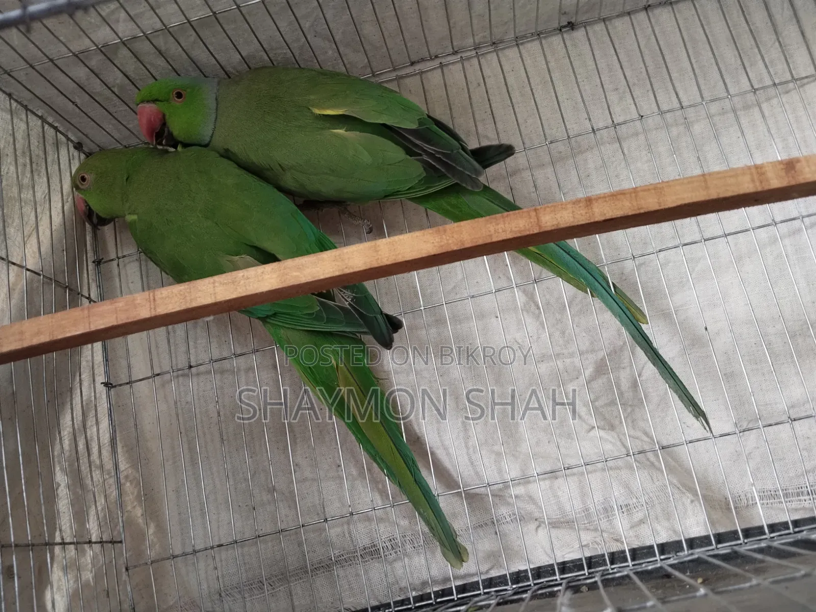 টিয়ার জোড়া