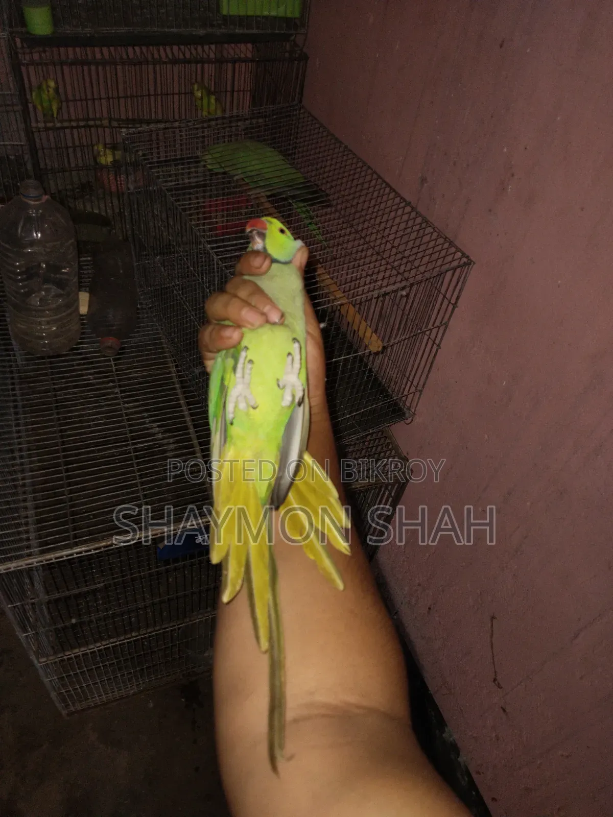 টিয়ার জোড়া