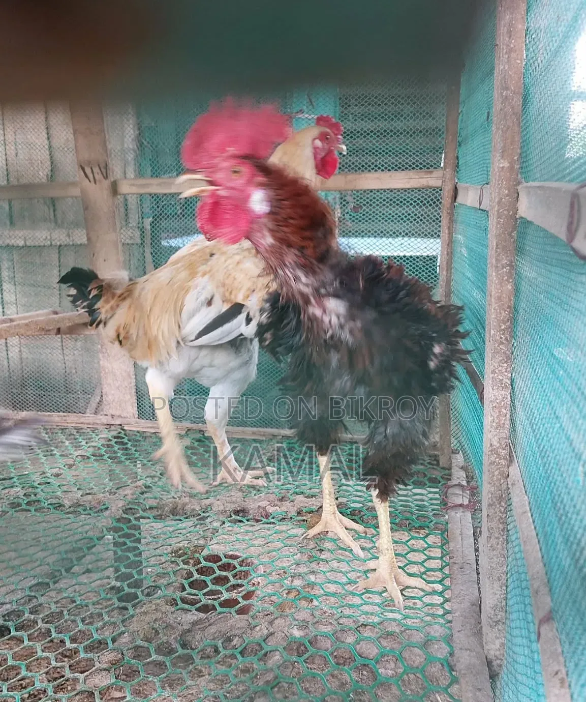 Heja - Brahma Cross Rooster for Sale