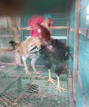 Heja - Brahma Cross Rooster for Sale