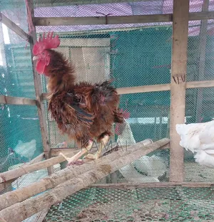 হেজা - ব্রাহামা ক্রস মোরগ বিক্রি হবে