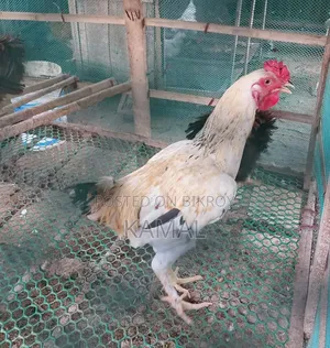 Heja - Brahma Cross Rooster for Sale