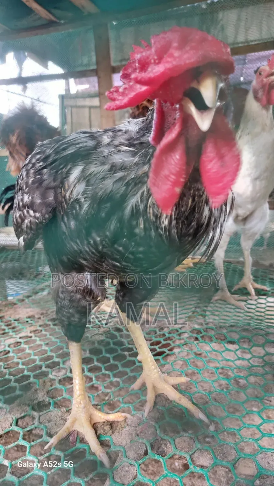 Heja - Brahma Cross Rooster for Sale