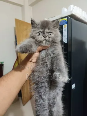 1-3 months Male Purebred Persian