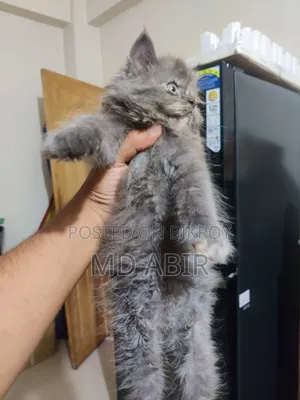 1-3 months Male Purebred Persian