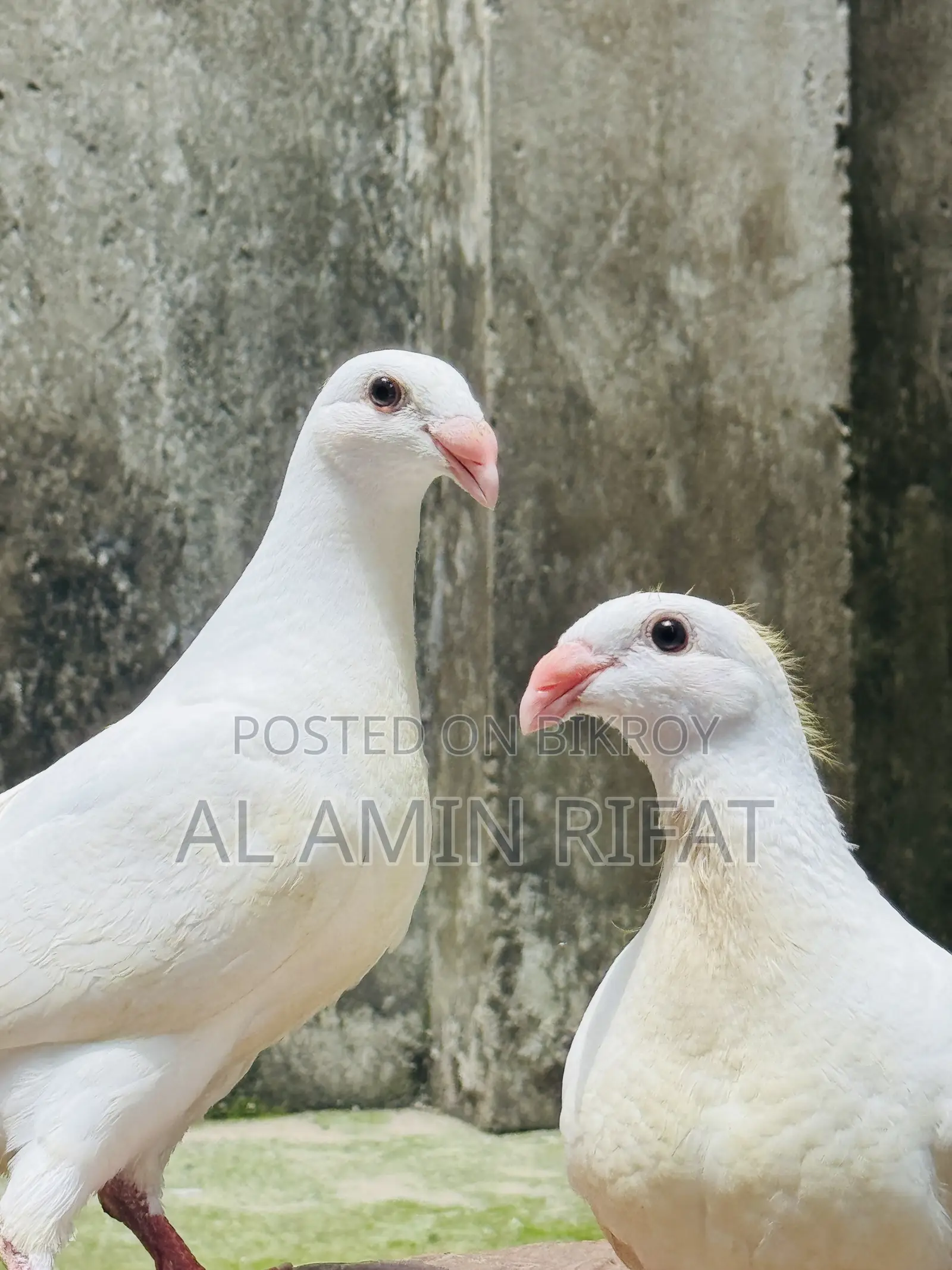 German Beauty Homa Baby Pair