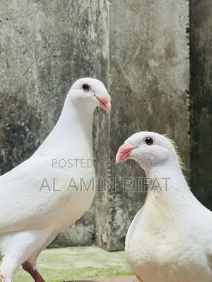 German Beauty Homa Baby Pair