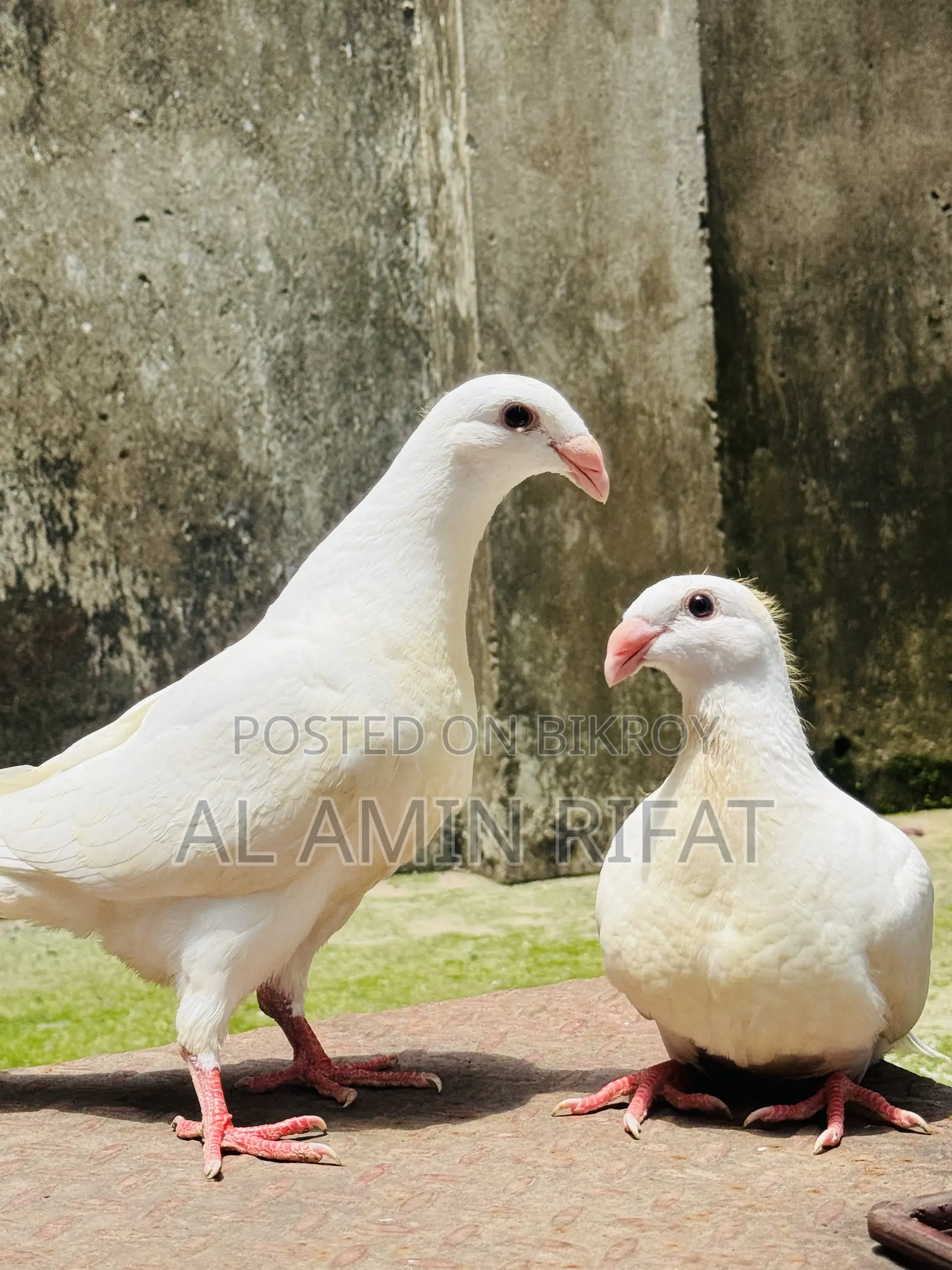 German Beauty Homa Baby Pair