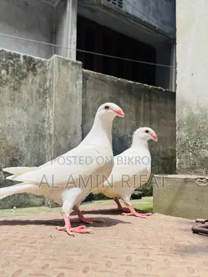 German Beauty Homa Baby Pair