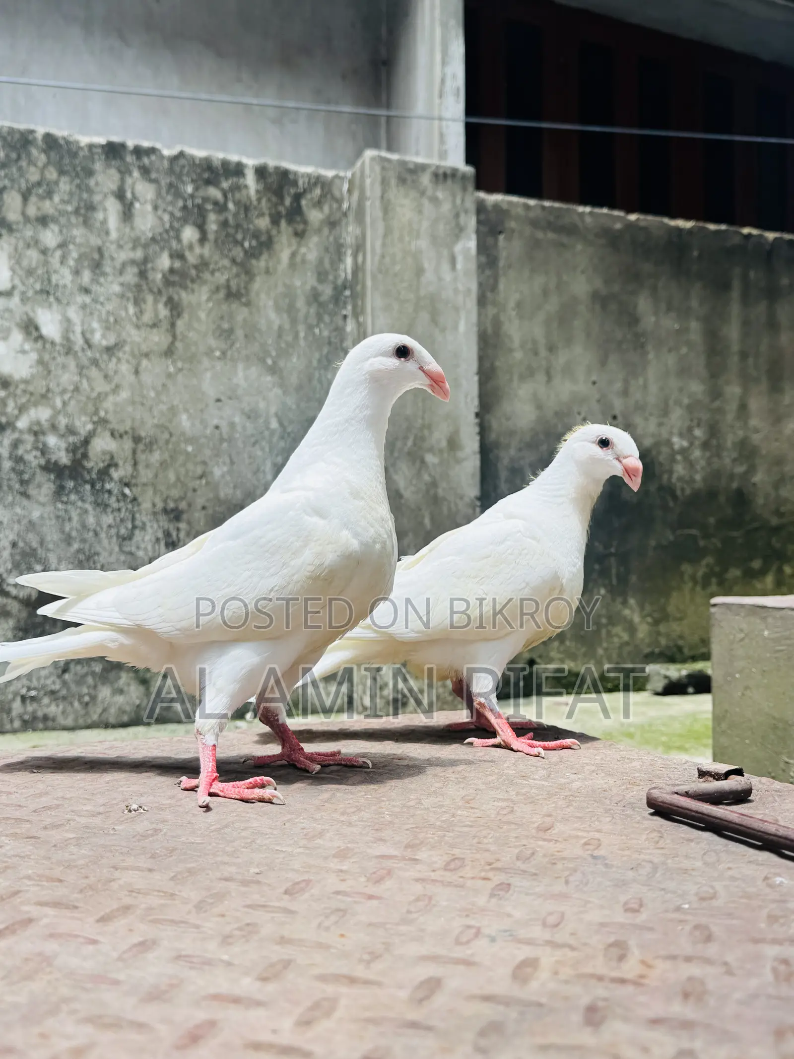 German Beauty Homa Baby Pair