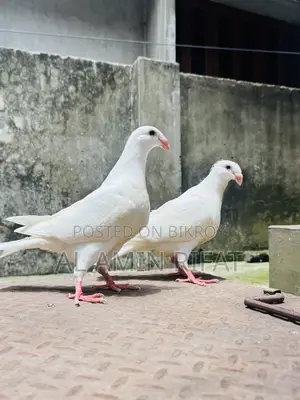German Beauty Homa Baby Pair