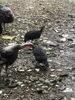 1 Pair of Guinea Fowl