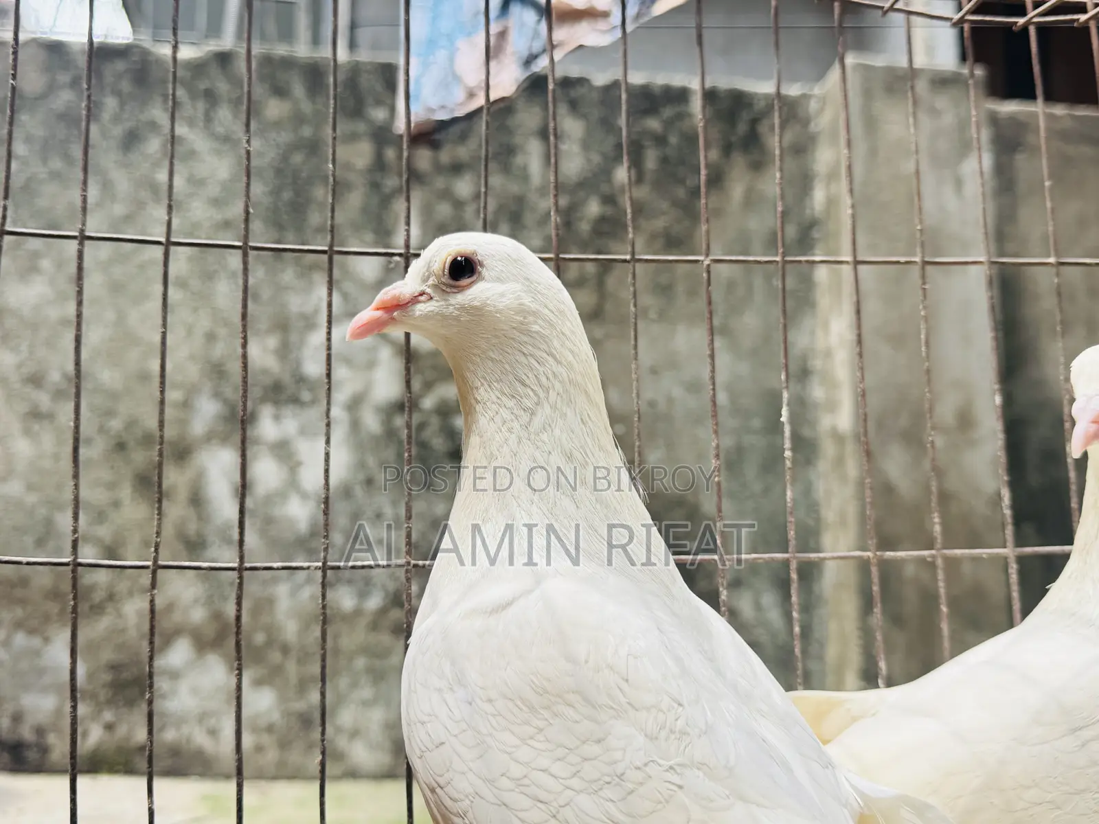 White Bagdadi Homa Pair