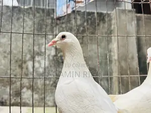 White Bagdadi Homa Pair