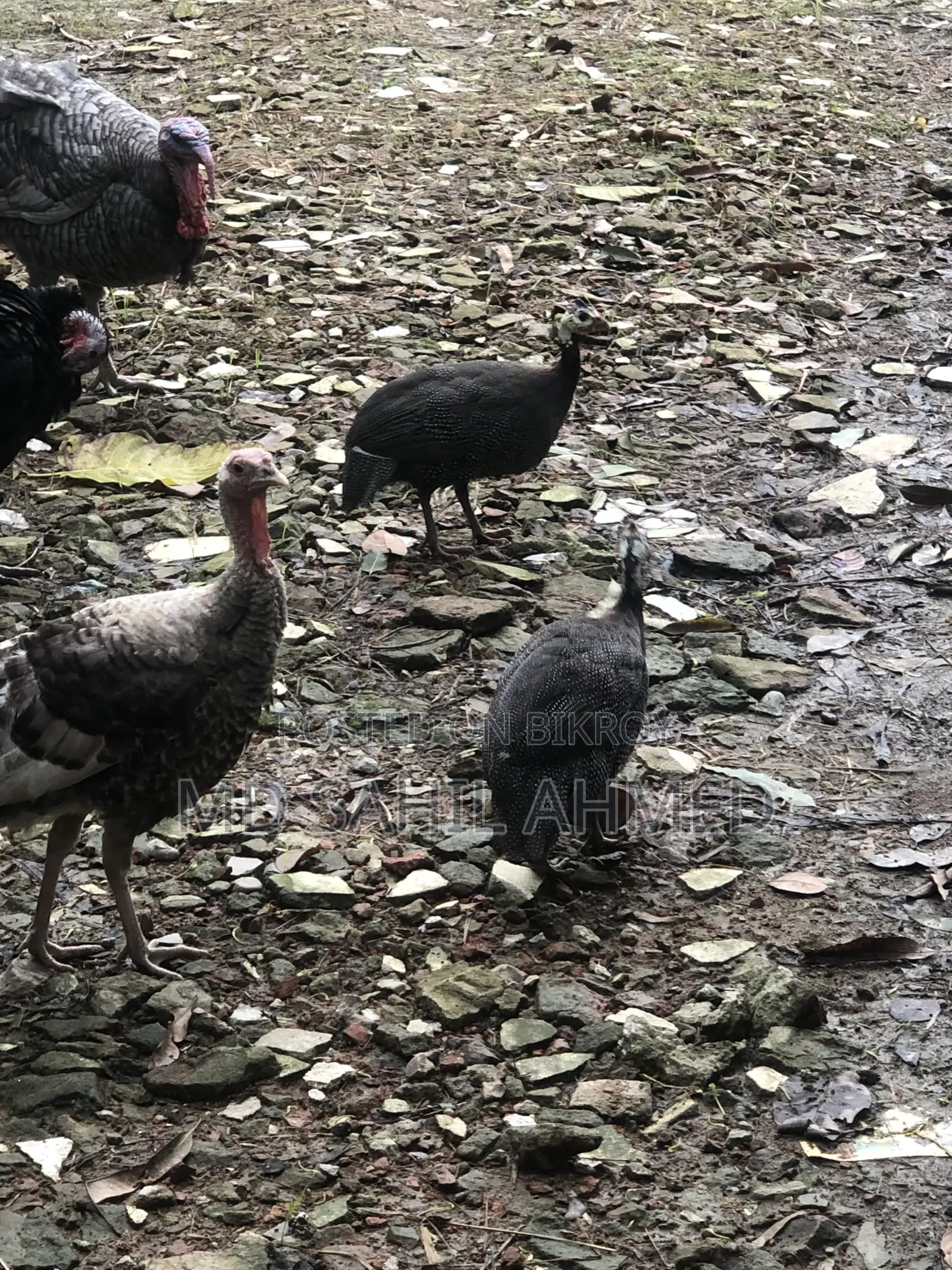 1 Pair of Guinea Fowl
