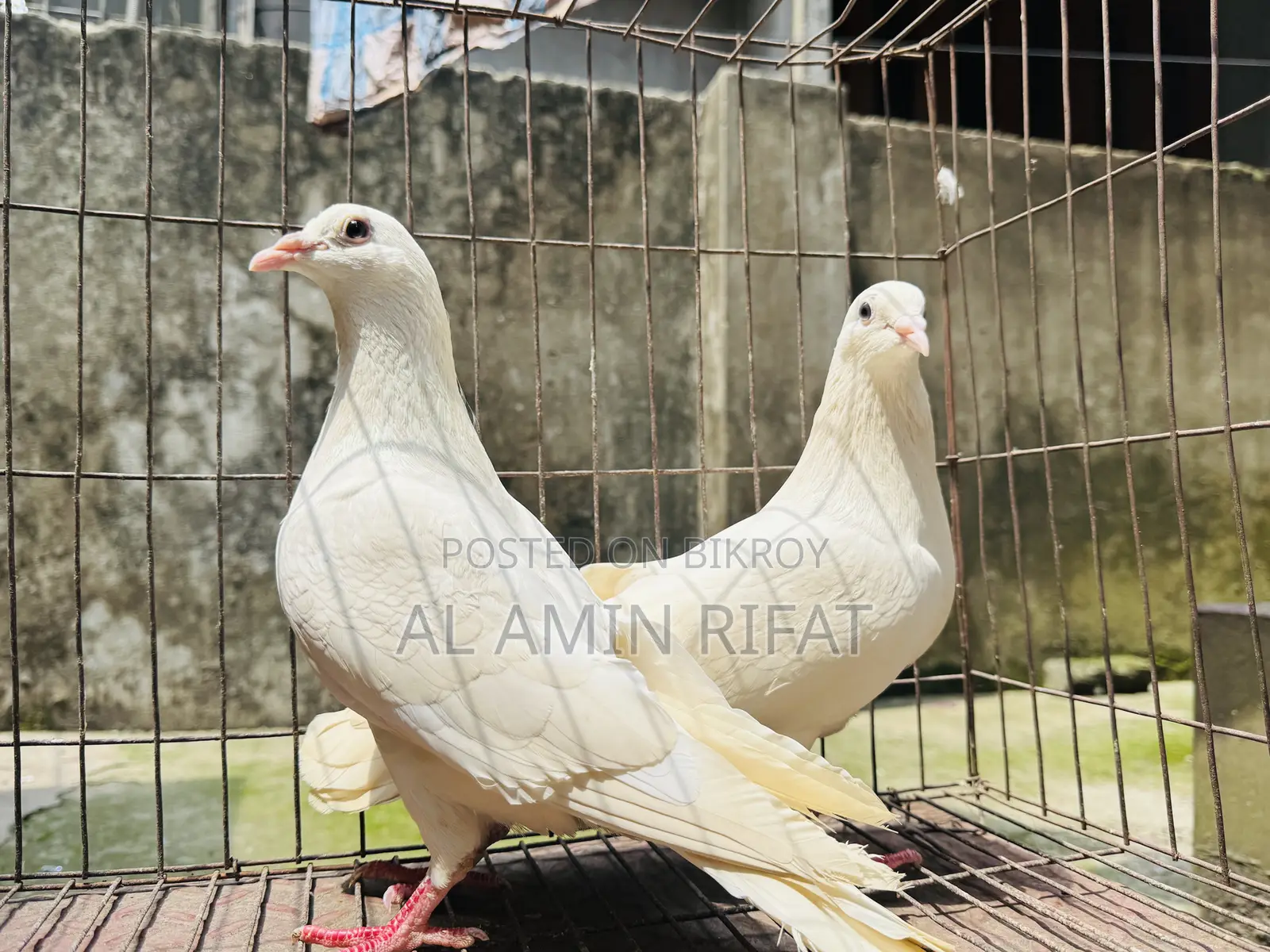 White Bagdadi Homa Pair