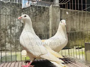 White Bagdadi Homa Pair