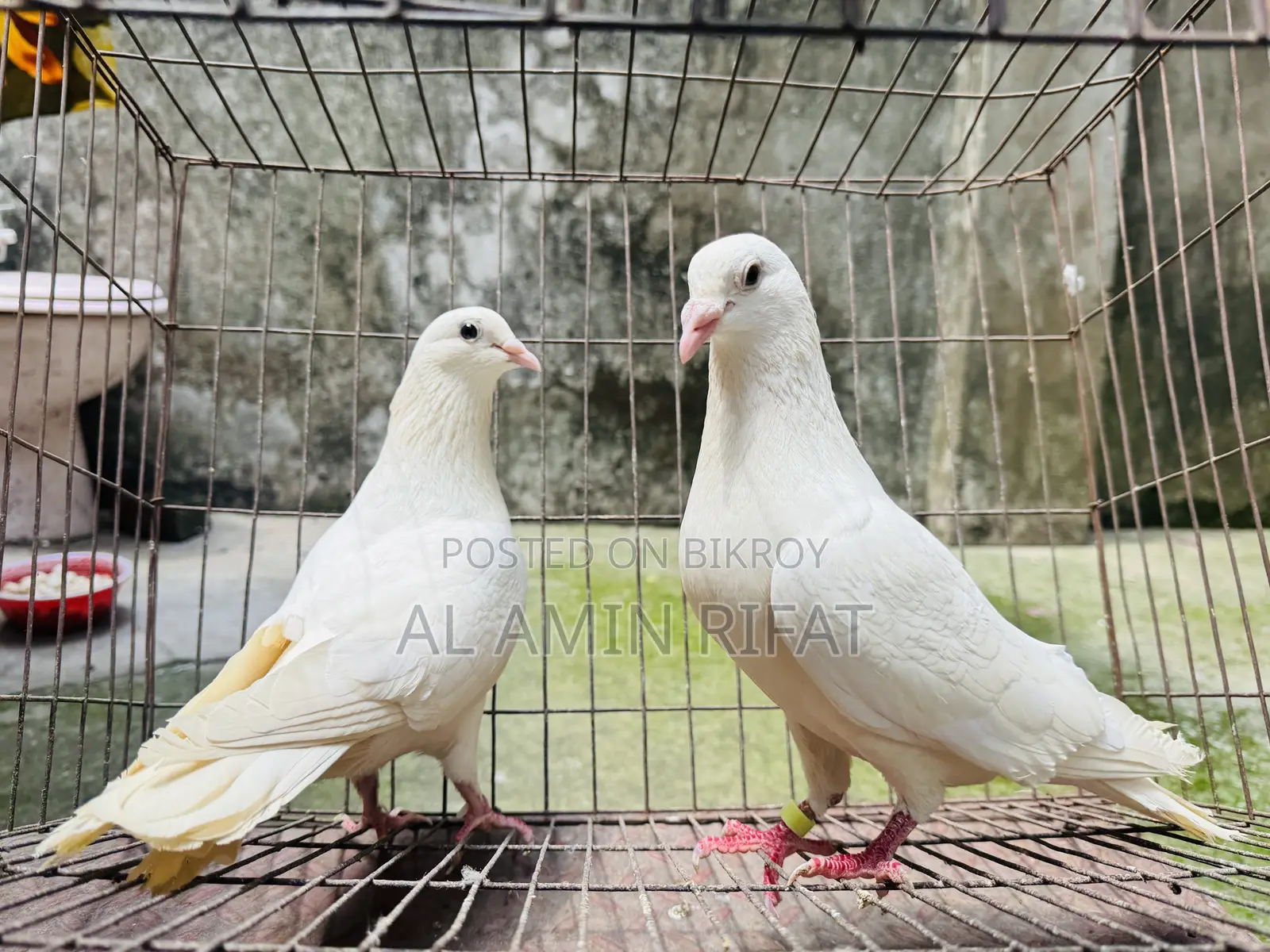 White Bagdadi Homa Pair