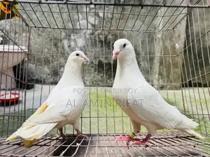 White Bagdadi Homa Pair