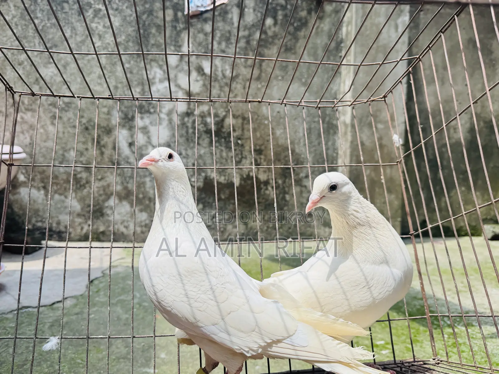 White Bagdadi Homa Pair