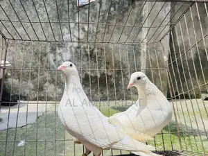 White Bagdadi Homa Pair